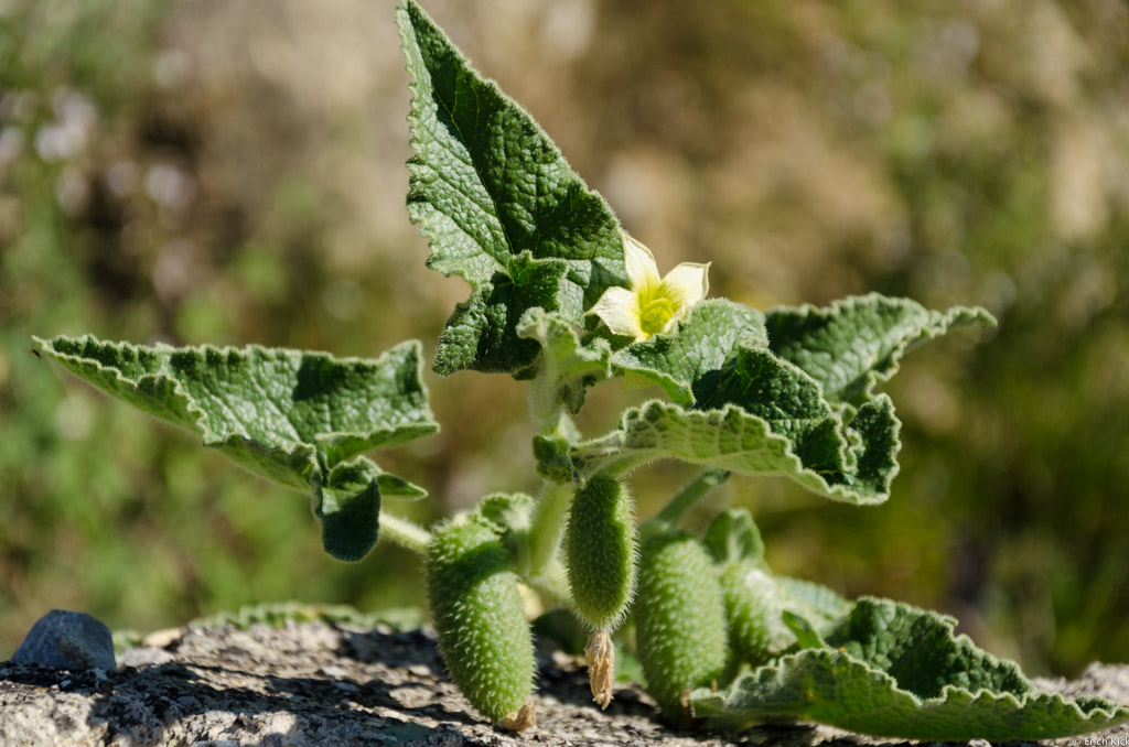 Eselsgurke (Ecballium elaterium)