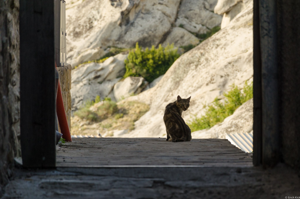 Katze in Pietrapertosa