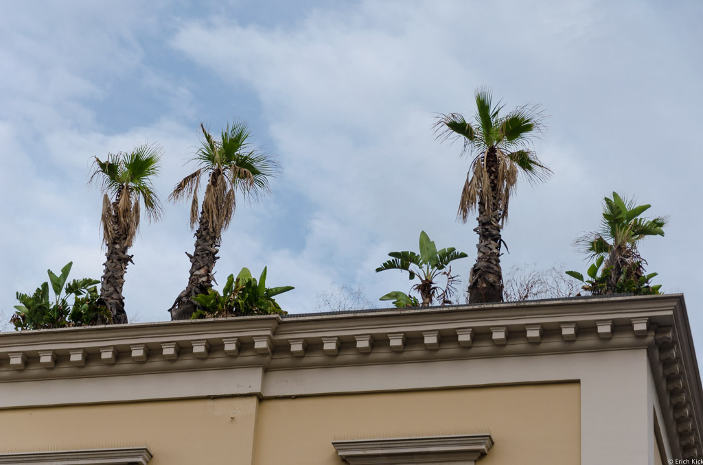 Palmen auf Wohnhaus