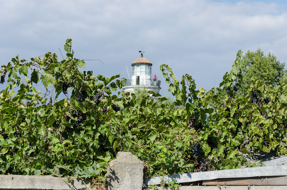 Weintrauben vor dem alten Leuchtturm
