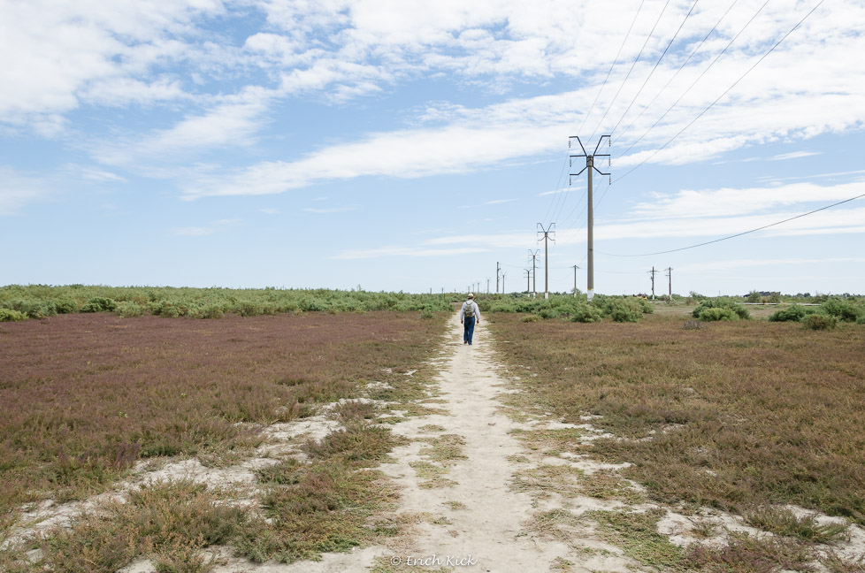 Horst am Weg zum Strand