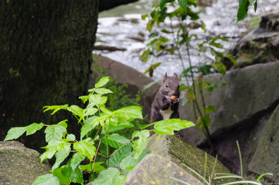 Eichhörnchen