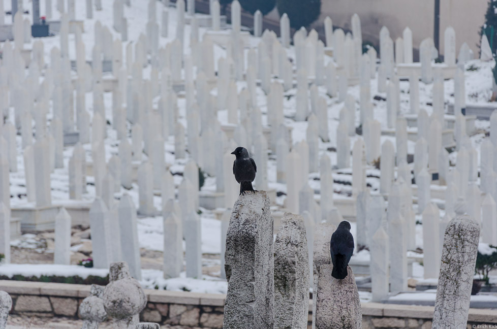 Krähen auf Gräbern einer Gedenkstätte