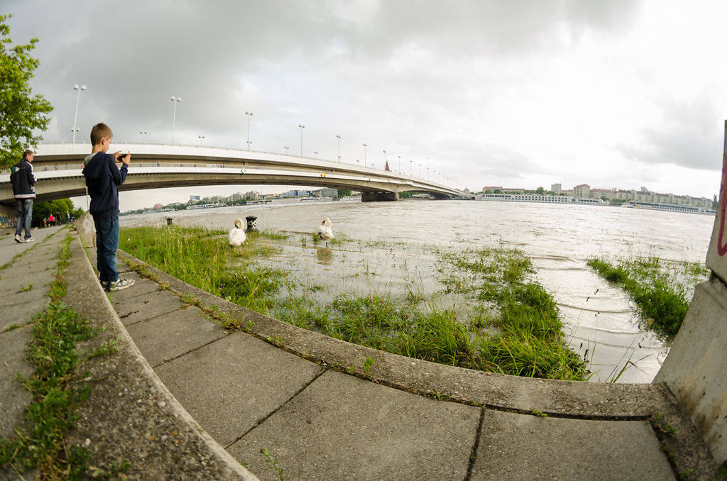 Hochwasser Schwäne Reichsbrücke