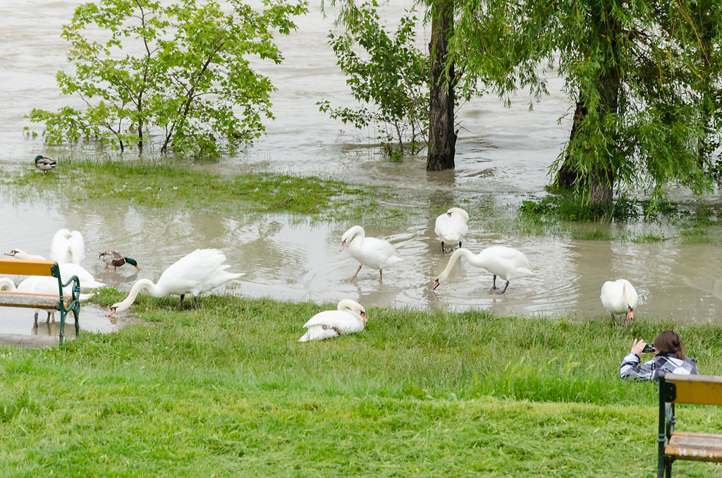 Schwäne im Hochwasser