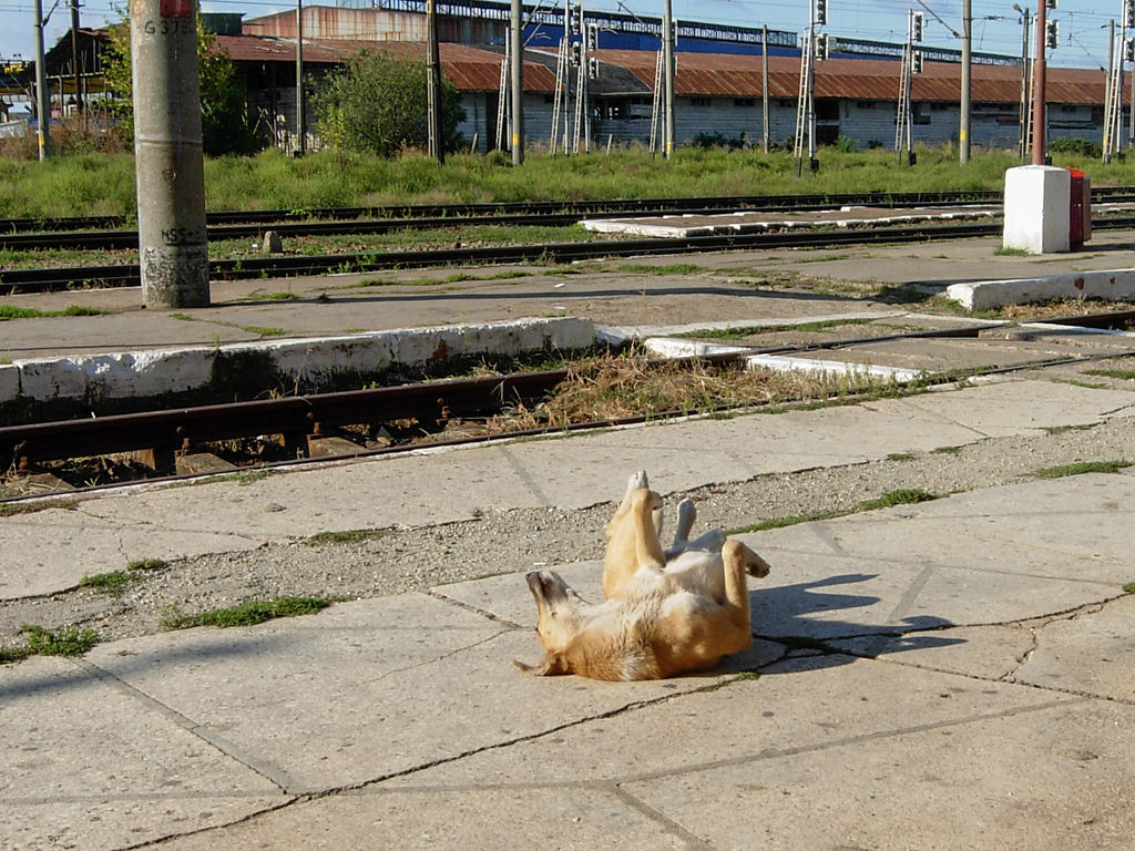 streunender Hund am Bahnhof