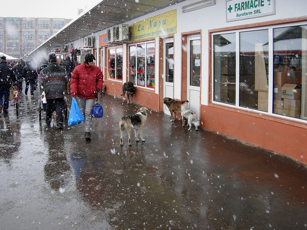 streunende Hunde am Markt 