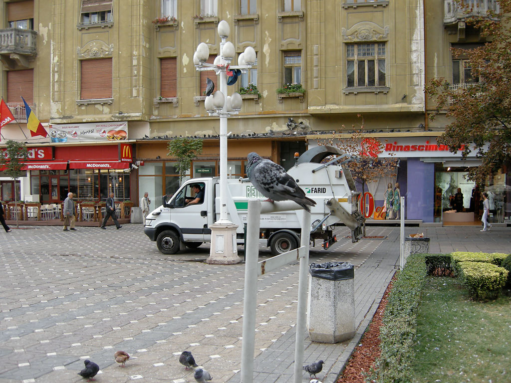 Taube am Piața Victoriei