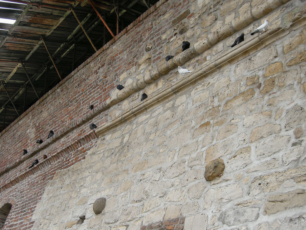 schlafende Tauben an der Burgmauer