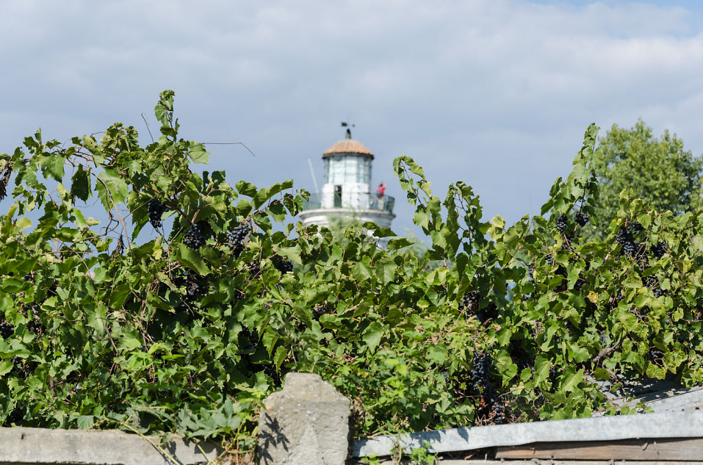 Weintrauben vor dem alten Leuchtturm