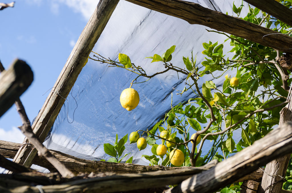 Zitronen am Sentiero dei Limoni