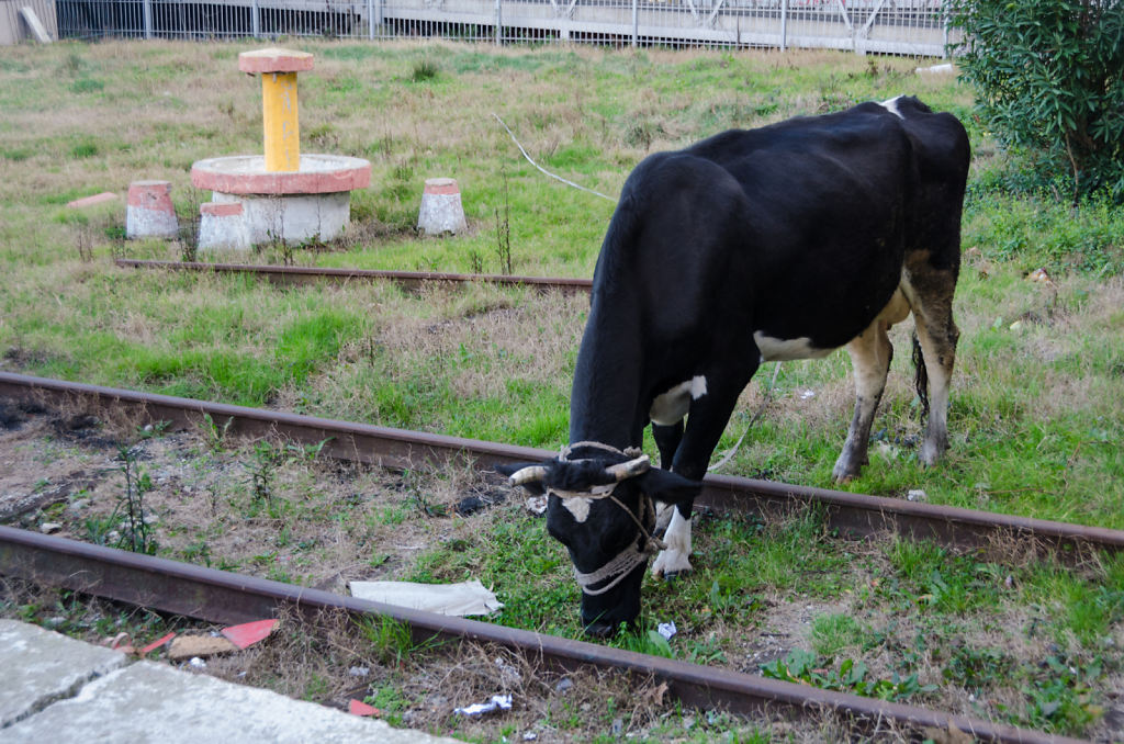 die Kuh am Bahnhof